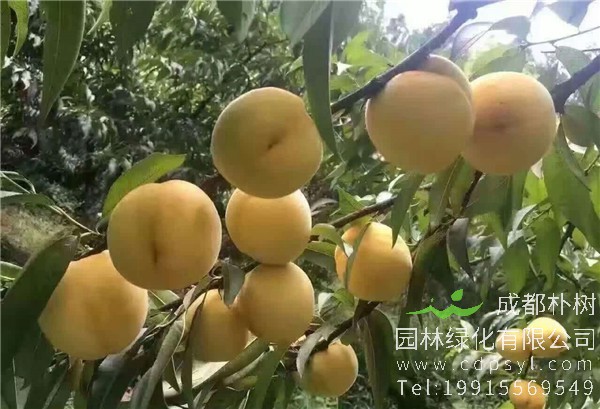 锦绣黄桃